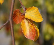 Herbststimmung-10-09 020.jpg